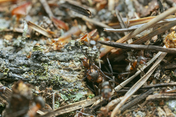 Wood ants, formica in nest, closeup photo