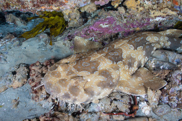 A spotted wobbegong shark is sleeping under a rock. Another name is shaggy beard shark. One of the carpet sharks family.