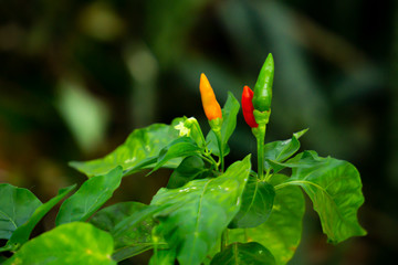 red, green and orange colour chilly also called mirchi in the plant