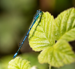 Azure damselfly (Coenagrion puella), beautiful small damsefly found in Europe. Insect commonly...