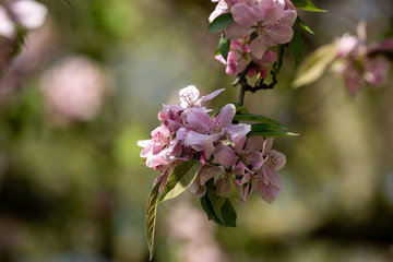 Blooming tree and leaves in spring