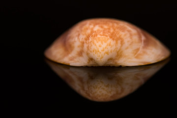 A Beautiful Spotted Seashell Resembling a Bird of Prey Looking at Its Reflection