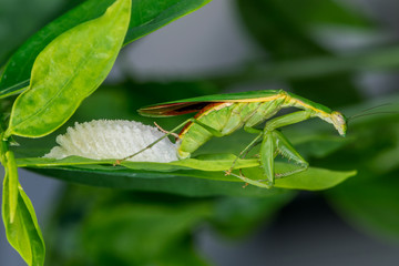 Green praying mantis (Mantodea) laying eggs - wildlife photography