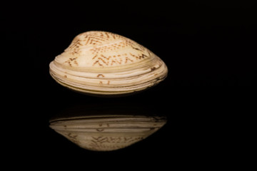 A Seashell with Beautiful Patterns Reflected on a Dark Surface
