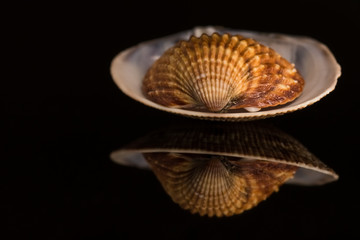 Two Seashells Embedded in Each Other and Beautifully Reflected on a Dark Background