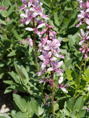 Dictamnus albus 'Purpureus'| Fraxinelle pourpre ou buisson ardent au longues feuilles, aux grappes de fleurs blanc rosé rayées de carmin ou violet au printemps