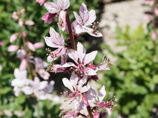 Dictamnus albus | Gros plan sur fleurs de Fraxinelle p&eacute;tales blanc ros&eacute; vein&eacute;es de carmin et violet aux longues &eacute;tamines