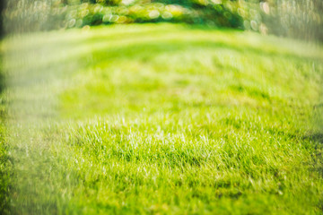 green natural lawn, grass background, blur image, place for text