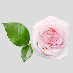 graceful rose image in a gray background