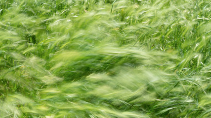 Grass swaying in the wind