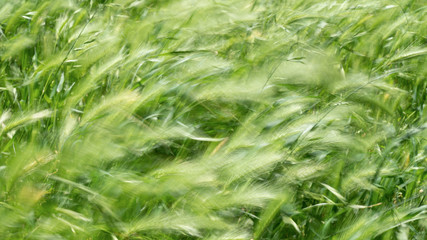 Grass swaying in the wind