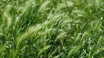 Grass swaying in the wind