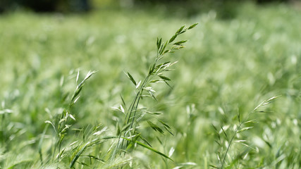 Grass swaying in the wind