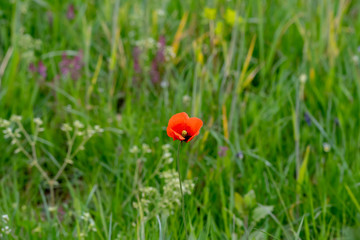 poppy in field with wildflowers