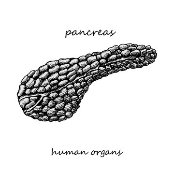 Pancreas. Realistic hand-drawn icon of human internal organs. Engraving art. Sketch style. Design concept for your medical projects post viral rehabilitation posters, tattoos.