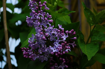 Branch with spring blossoms lilac flowers, blooming floral background.