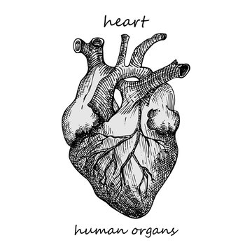 Heart. Realistic hand-drawn icon of human internal organs. Engraving art. Sketch style. Design concept for your medical projects post viral rehabilitation posters, tattoos.