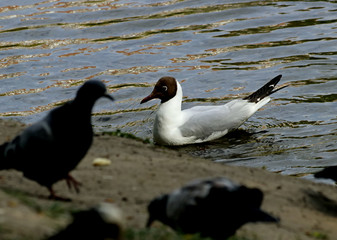 black headed gull