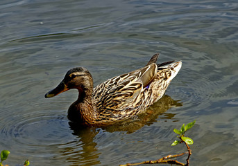 duck on the water