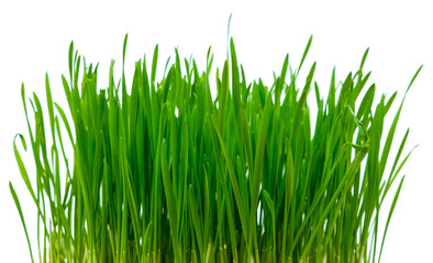 Fototapeta na wymiar Green blades of grass on the white background