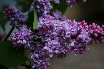 Branch with spring blossoms lilac flowers, blooming floral background.