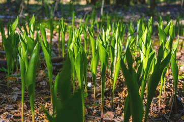 Obraz premium Fresh grass sprouts in spring forest