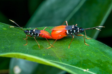 two lovely insects mating -natural marco photography	