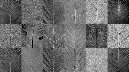 Set of distress tree leaves, leaflet texture. Black and white grunge background.