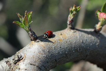 roter Marienkäfer am Baum