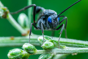 one beautiful insect - natural marco photography	