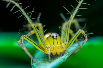 cat face spider nature marco photyograpy