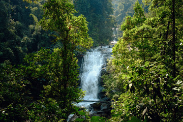 Fototapeta premium stunning view of the waterfall through green forest