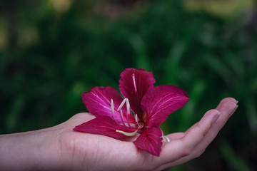 exotic flower in a female hand on a background of green garden