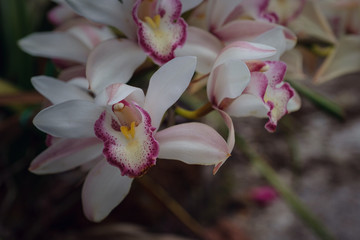Beautiful exotic flower orchid in a greenhouse in Thailand