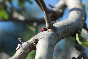 süßer kleiner Käfer krabbelt am Apfelbaum  © Barbara
