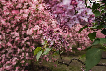 Pink flowers of Apple trees in the spring in Kolomenskoye Park in Moscow