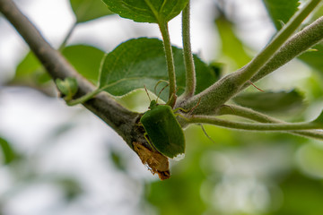 Stinkwanze Käfer auf Blatt