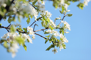 Blooming branch of apple tree