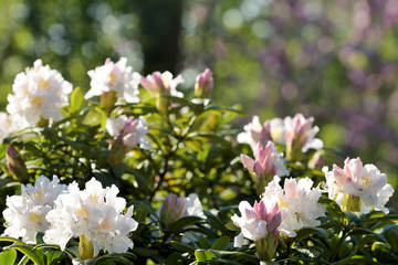 Big azalea or rhododendron in garden
