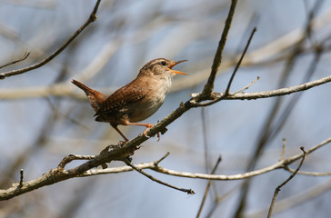 A beautiful singing Wren, Troglodytes, perched on a branch of a tree.