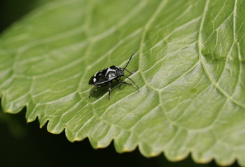 A pretty Brassica Shieldbug, Eurydema oleracea, perching on a Horseradish plant leaf in the springtime in the UK.