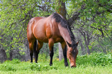 Handsome Thoroughbred  horse grazing in mountains