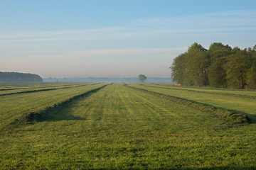 Grassland with raked mown grass for haymaking