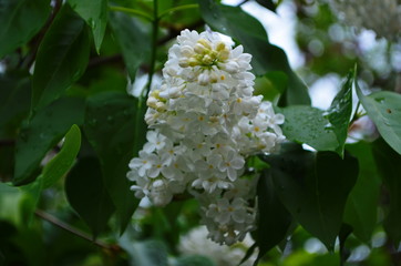 Branch with spring blossoms lilac flowers, blooming floral background.