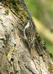 A beautiful Treecreeper, Certhia familiaris, perching on the side of a tree with a beak full of insects which it is going to feed to its babies in a nest nearby.