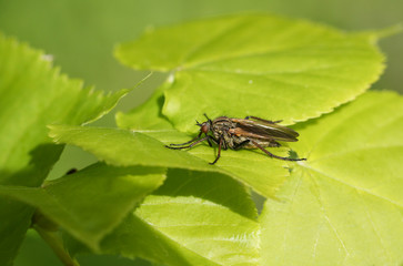 Fototapeta na wymiar A Dagger Fly, Empis tessellata, resting on a leaf warming in the morning sunshine.