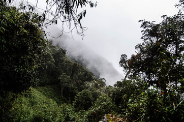 Spend a few days in the largest rainforest in the world. Find out that there are some plants that hide pure water and many other secrets inside them.