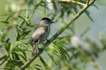 A stunning male Blackcap, Sylvia atricapilla, perching on a branch of a Willow tree in spring.