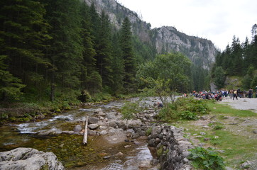 Fototapeta na wymiar tary - Dolina Kościeliska, środek szlaku, miejsce odpoczynku przy potoku