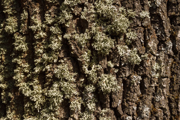 Fototapeta premium Oak bark texture is covered with moss